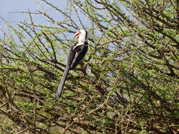 <h3><a href="/trips/tanzania/biota/animalia/chordata/aves/038 bucerotiformes/003 bucerotidae/tockus deckeni/tockus deckeni-nl.html">Tockus&nbsp;deckeni</a> / Von&nbsp;der&nbsp;decken's&nbsp;hornbill / Von&nbsp;der&nbsp;deckens&nbsp;tok</h3>OM-1 Mark II met OLYMPUS M.150-400mm F4.5, 1/2000 sec  bij F4.5, ISO 800, afstand 22.4&nbsp;m